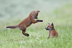 Red fox (Vulpes vulpes) cubs playing, Vosges, France, May