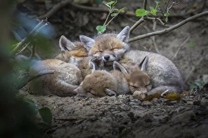 Red fox (Vulpes vulpes) cubs sleeping curled up together, Switzerland