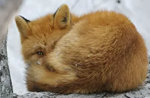 Red Fox (Vulpes vulpes) curled up, with an eye open. Kronotsky Zapovednik Nature Reserve