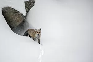 2019 July Highlights Collection: Red fox (Vulpes vulpes) in deep snow emerging from den, Valsavarenche valley, Gran