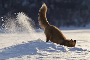 Sergey Gorshkov Prints: Red fox (Vulpes vulpes) digging in snow, Kamchatka, Far east Russia, January