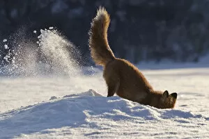 Images Dated 20th January 2008: Red fox (Vulpes vulpes) digging in snow, Kamchatka, Far east Russia, January