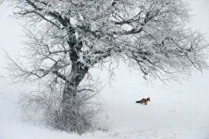 Carnivores Gallery: Red Fox (Vulpes vulpes) in distance in snow habitat. Vosges, France, December