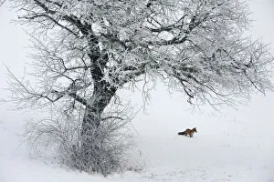 Images Dated 2010 December: 27 Dec 2010