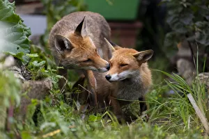 Red fox (Vulpes vulpes) dog interacting with a vixen in an urban garden. North London, UK