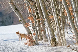 2020 Christmas Highlights Gallery: Red fox (Vulpes vulpes) at edge of woodland in winter snow, Jura, Switzerland
