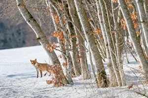 Red fox (Vulpes vulpes) at edge of woodland in winter snow, Jura, Switzerland Red fox (Vulpes vulpes) at edge of woodland in winter snow, Jura, Switzerland