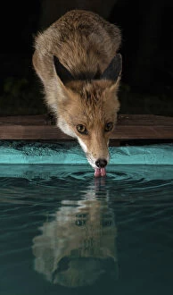 Red fox (Vulpes vulpes) female drinking from pool in garden, Hungary