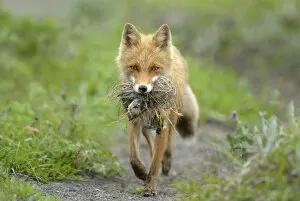 Red Fox (Vulpes vulpes) female with nest and chicks in mouth. Kronotsky Zapovednik Nature Reserve