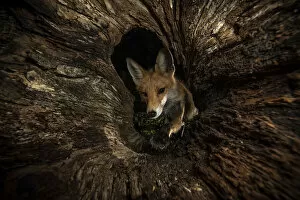 June 2021 Highlights Collection: Red fox (Vulpes vulpes) female peering into hollow log, Hungary