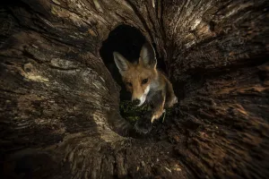 Red fox (Vulpes vulpes) female peering into hollow log, Hungary Red fox (Vulpes vulpes) female peering into hollow log, Hungary