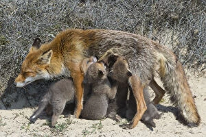 2020 May Highlights Gallery: Red fox (Vulpes vulpes) female, suckling cubs age five weeks, the Netherlands
