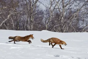 Red fox (Vulpes vulpes) one fox chasing another across snow, Kamchatka, Far east Russia Red fox (Vulpes vulpes) one fox chasing another across snow, Kamchatka, Far east Russia