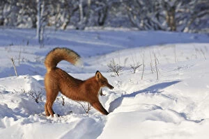 Stretching Gallery: Red fox (Vulpes vulpes) fox waking up from sleep in den in deep snow