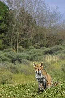 Images Dated 10th October 2012: Red fox (Vulpes vulpes) in grassland at forest edge in autumn, the Netherlands
