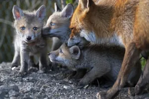 London Prints: Red fox (Vulpes vulpes) grooming her cubs North London, England, UK. April