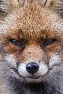 Red fox (Vulpes vulpes) head portrait, The Netherlands, March