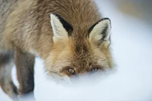 2020 July Highlights Gallery: Red fox (Vulpes vulpes) head portrait in snow, Jura, Switzerland (Book cover image)