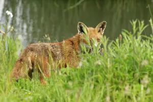 Opportunism Prints: Red fox (Vulpes vulpes) hunting