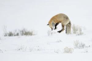 Red fox (Vulpes vulpes) jumping, Yellowstone National Park, Wyoming, USA, February