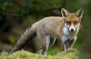 Images Dated 30th September 2010: Red Fox (Vulpes vulpes) Leicestershire, England, UK, September