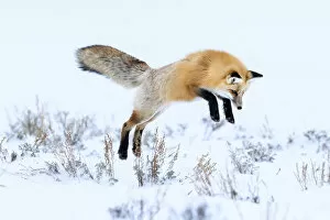 Red fox (Vulpes vulpes) in mid air, snow diving / pouncing whilst hunting for rodents
