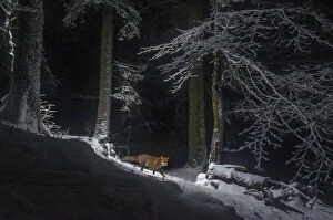 Night Gallery: Red fox (Vulpes vulpes) at night in snow, camera trap image, Jura Mountains, Switzerland, August