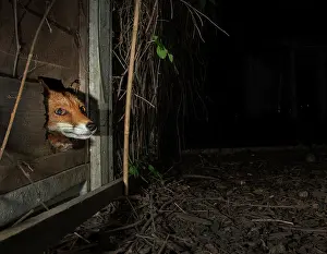 Nocturnal Prints: Red fox (Vulpes vulpes) peering through a hole in a garden fence at night