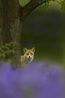 Red fox (Vulpes vulpes) peering from behind tree with bluebells in foreground, Cheshire