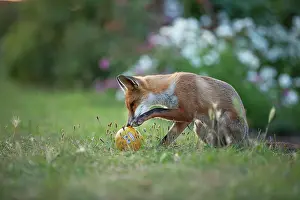 London Prints: Red fox (Vulpes vulpes) playing with a child's ball on an allotment