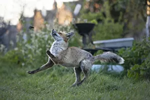 Red fox (Vulpes vulpes) plays with a dead common garden frog (Rana temporaria