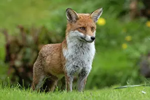 True Fox Prints: Red fox (Vulpes vulpes) portrait, Surrey, England, UK. April