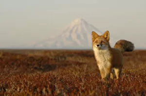 Autumn Gallery: Red Fox (Vulpes vulpes) portrait in autumn grass, with Kronotsky Volcano on the horizon