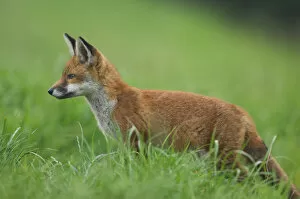 British Wildlife Collection: Red fox {Vulpes vulpes} portrait of a curious cub, Derbyshire, UK
