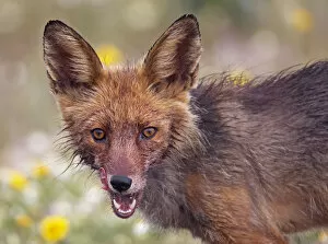 Red fox (Vulpes vulpes) portrait, Extremadura, Spain, April 2009
