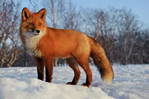 Carnivores Gallery: Red fox (Vulpes vulpes) portrait in snow, Kamchatka, Far east Russia, April