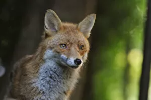 Red Fox (Vulpes vulpes) portrait in an urban area. Glasgow, Scotland. May