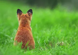 Derbyshire Prints: Red fox (Vulpes vulpes) rear view sitting on grass close to its den, Derbyshire, UK