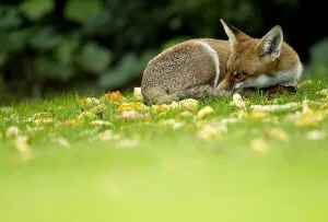 Images Dated 30th September 2010: Red Fox (Vulpes vulpes) resting amongst autumn leaves, Leicestershire, England, UK