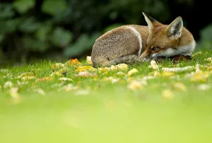 Images Dated 30th September 2010: Red Fox (Vulpes vulpes) resting amongst autumn leaves, Leicestershire, England, UK