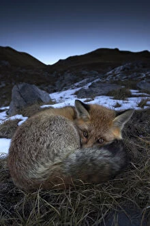Mountain Gallery: Red fox (Vulpes vulpes) resting with eyes open, Vanoise National Park, Rhone Alpes, France