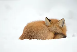 North America Gallery: Red fox (Vulpes vulpes) resting in the snow, Churchill, Cananda, November