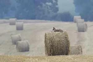 Red Fox (Vulpes vulpes) resting on straw bale in field. Vosges, France, July