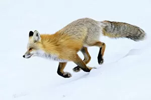 Red fox (Vulpes vulpes) running through snow. Hayden Valley, Yellowstone, USA. January