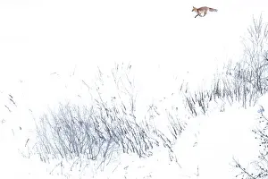 Running Prints: Red fox (Vulpes vulpes) running across snow-covered landscape