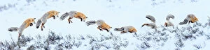 2019 December Highlights Collection: Red fox (Vulpes vulpes) sequence of snow diving whilst hunting for rodents