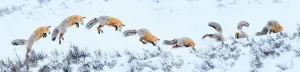 Composite Images Prints: Red fox (Vulpes vulpes) sequence of snow diving whilst hunting for rodents