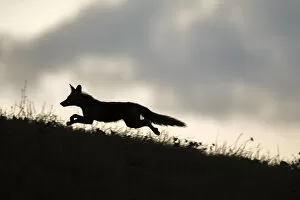 Images Dated 22nd November 2019: Red fox (Vulpes vulpes) silhouetted, running along horizon, Switzerland