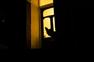 Red fox (Vulpes Vulpes) silhouetted in door to a house, North London, England, UK. June