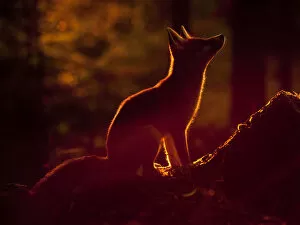 Images Dated 3rd August 2010: Red Fox (Vulpes vulpes) silhouetted in evening light. Black Forest, Germany, August